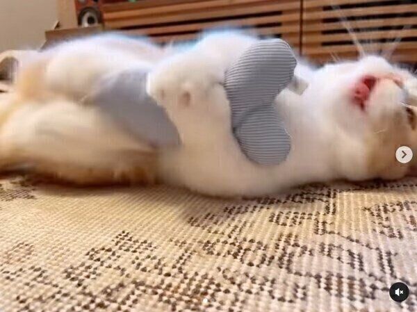 けりけりするみりんちゃん