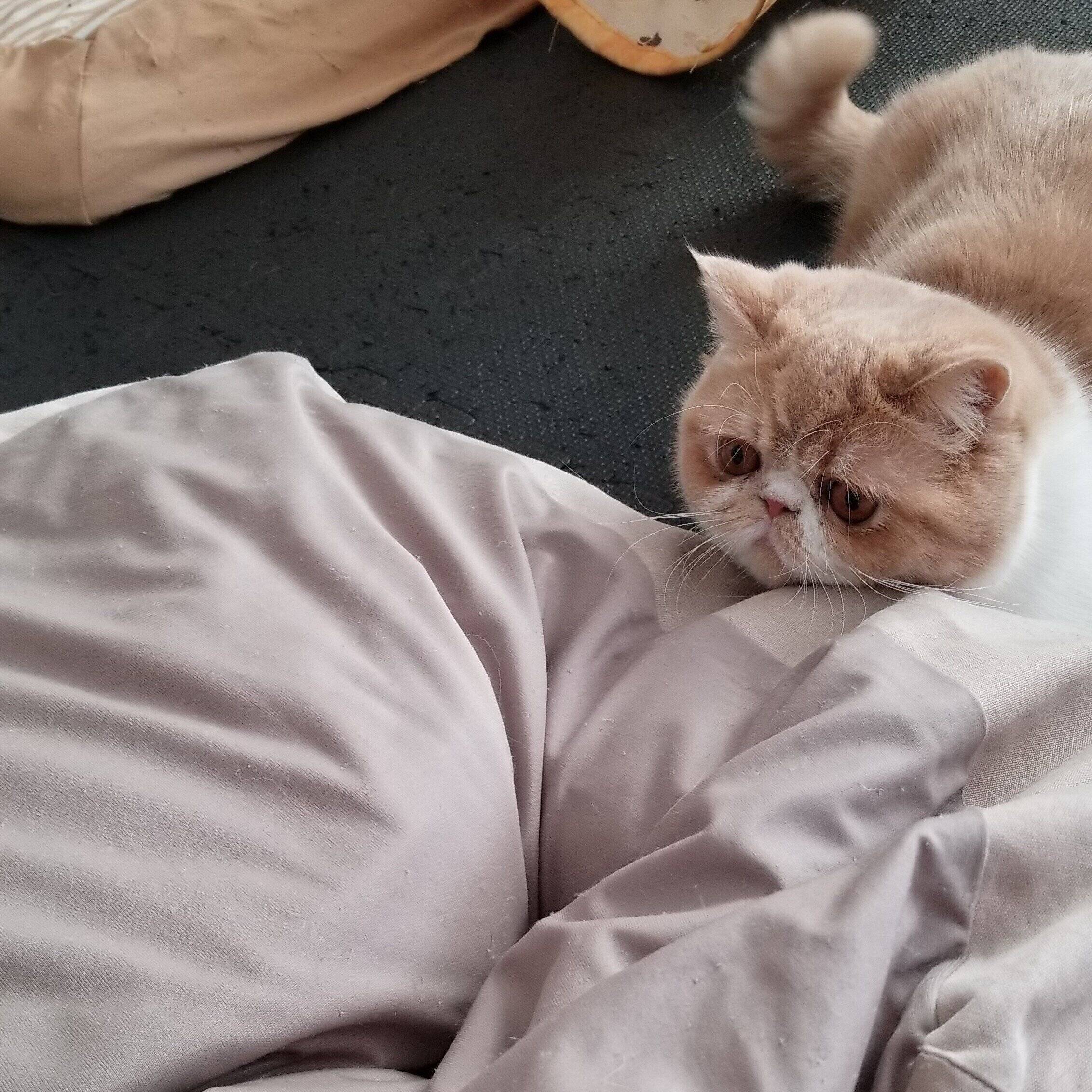 画像／2021年2月号「猫の『なぜ？』行動クイズ」