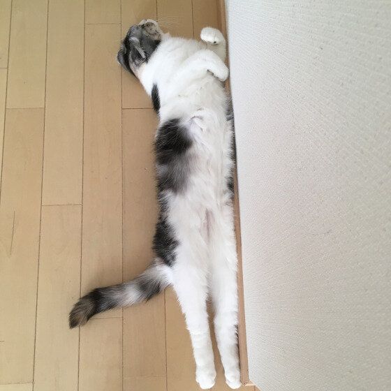 美脚の猫