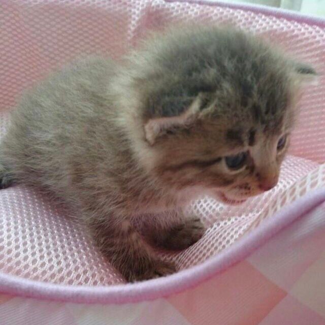 保護したばかりのころのリリくん（撮影時、生後推定2～3週齢）。