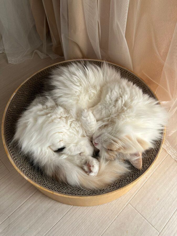 爪とぎの上で寝ているマンチカン