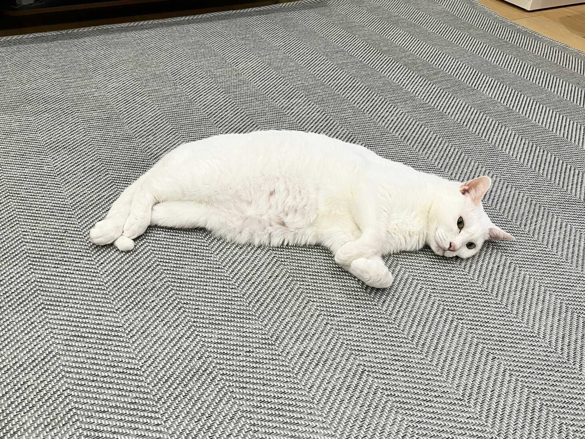 床に寝そべる猫