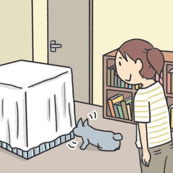 先住猫と新入り猫の対面時に気をつけたいこと