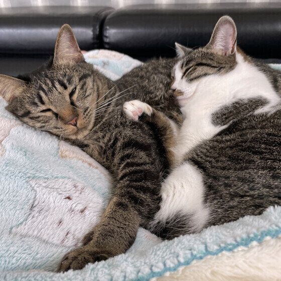 キジトラの叶ちゃんたち