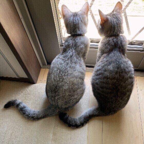 Mix（サバトラ）のこももちゃんたち♪