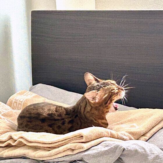 モカちゃんのあくび