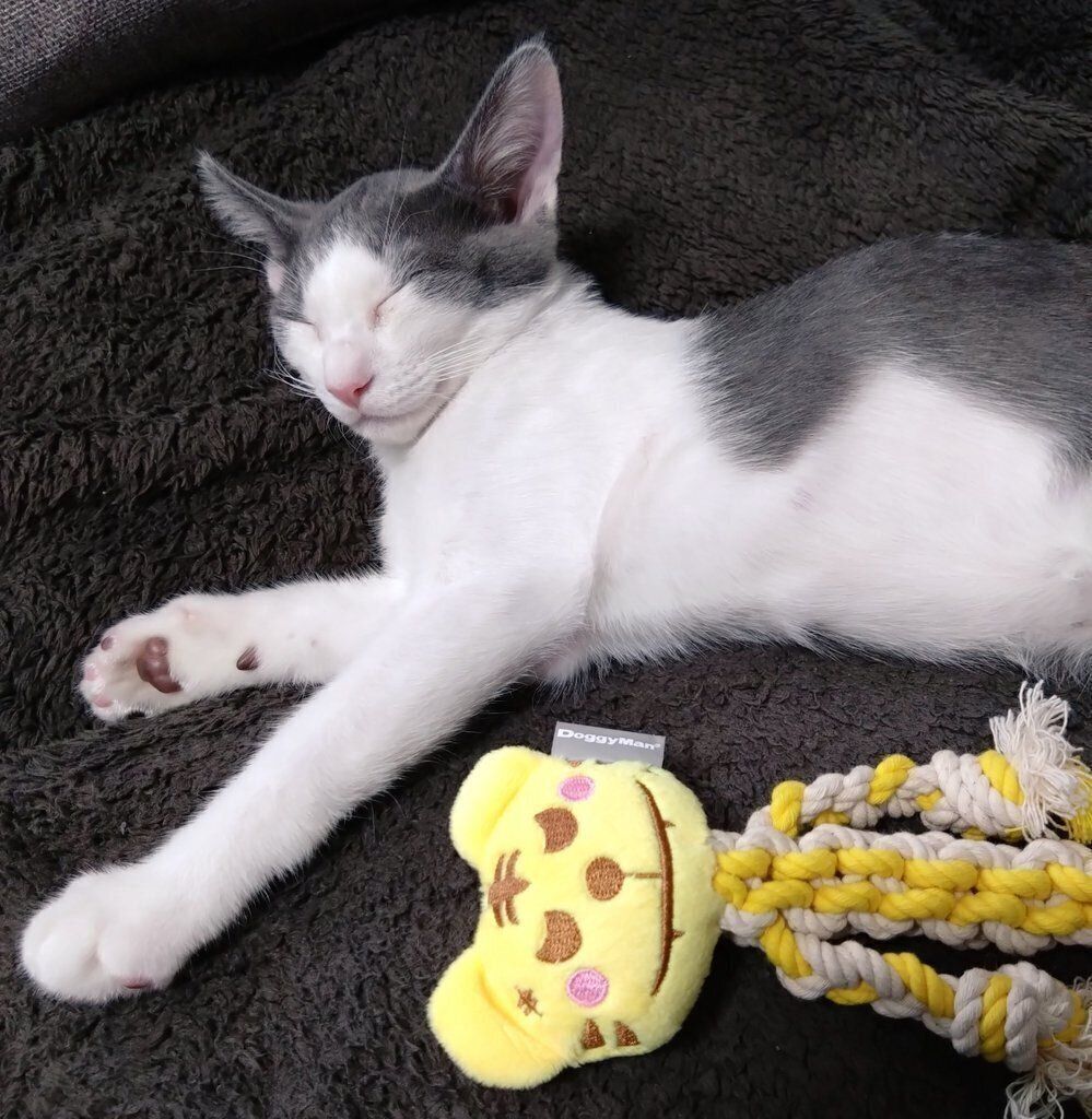 気持ちよさそうに寝る子猫