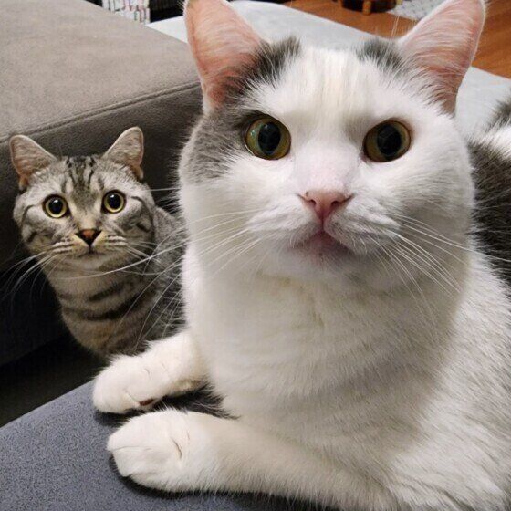 マンチカンのごままるくんたち♪