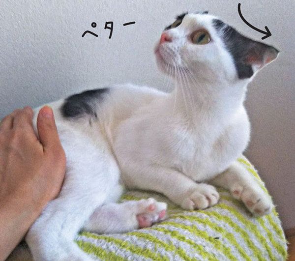 耳を後ろに倒す猫・画像／「ねこのきもち」2018年9月号