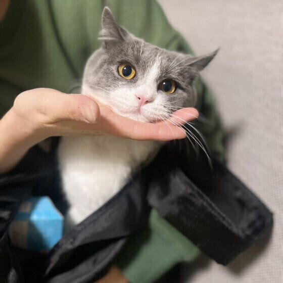 あご乗せする銀杏ちゃん