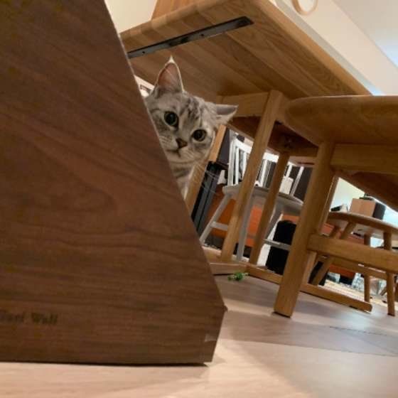 こちらをのぞきこむアメリカンショートヘア