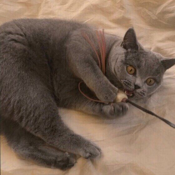 ブリティッシュショートヘアのアリスちゃん