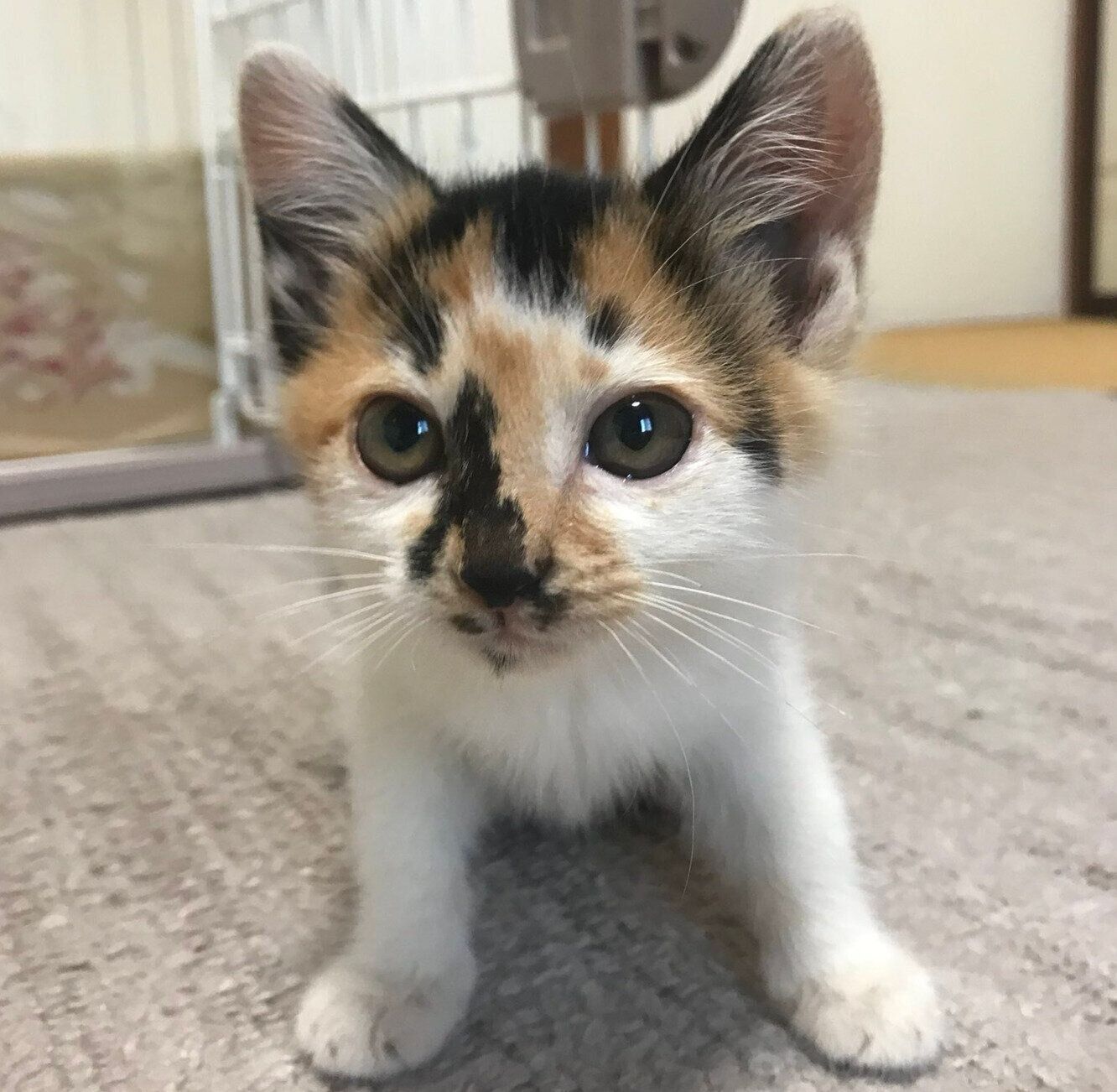 生後1カ月ごろのさくらちゃん