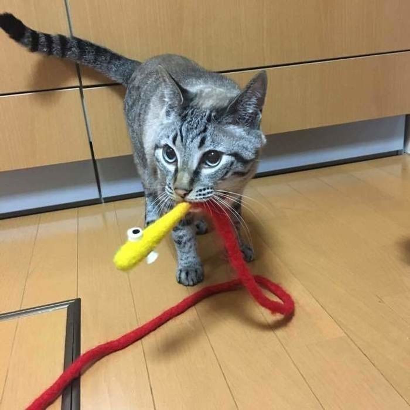 獣医師監修 噛みグセ防止に役立つ 猫に人の手を噛ませないための対策 ねこのきもちweb Magazine 獣医師監修 噛みグセ防止に役立つ 猫に人の手を噛ませないための対策 ねこのきもちweb Magazine