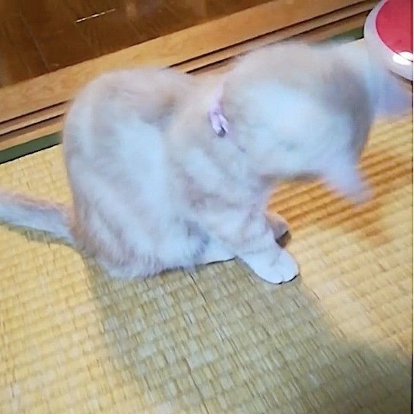 首輪が気になるニャンコ