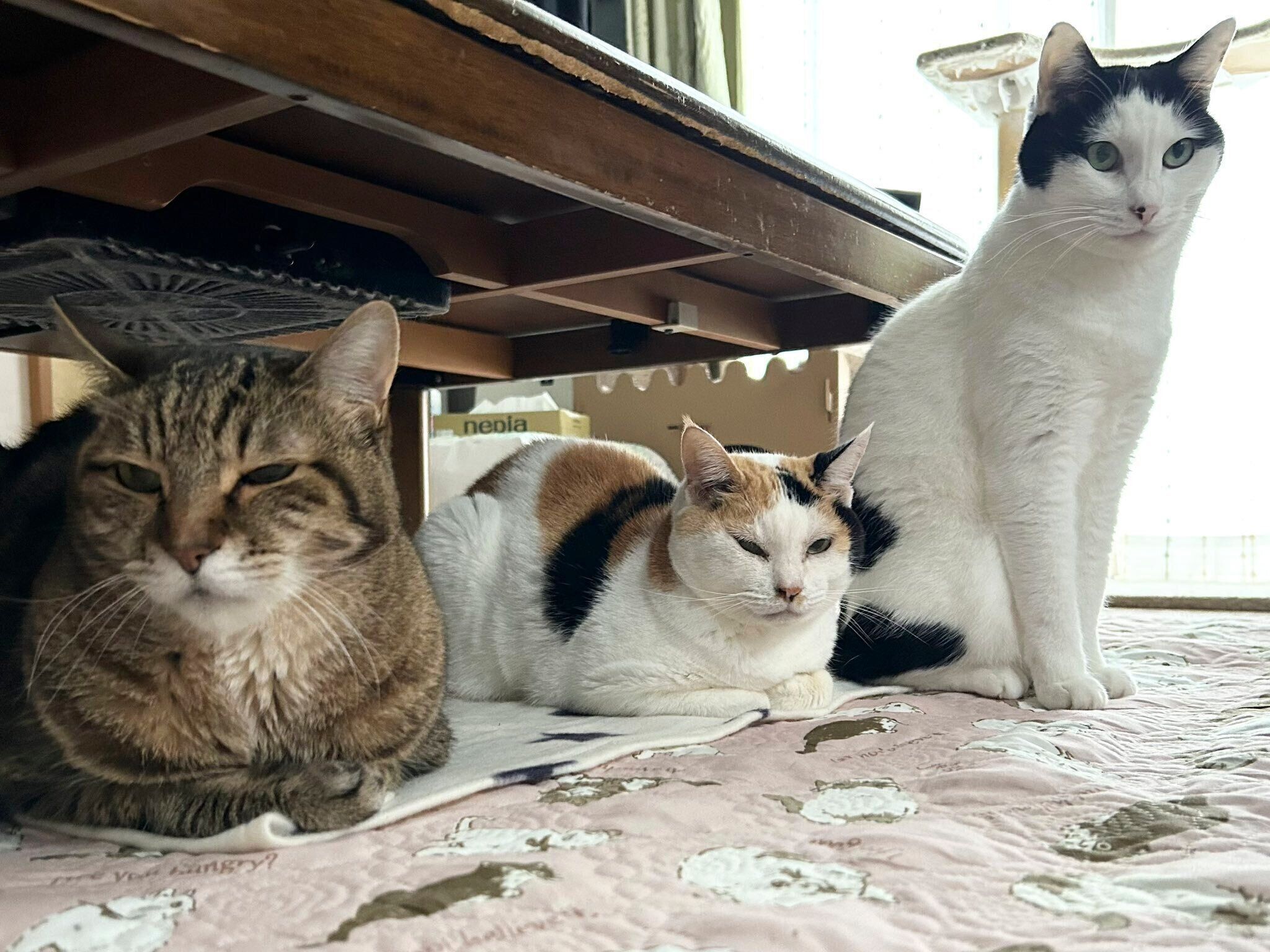 まったりするこまちちゃんたち