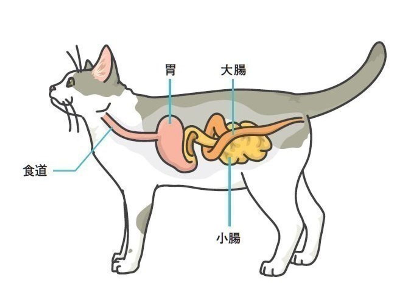 猫の消化器病 症状と対策 食事療法 ねこのきもちweb Magazine 猫の消化器病 症状と対策 食事療法 ねこのきもちweb Magazine