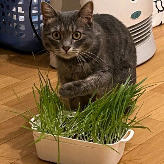 サバトラ猫のあずきちゃん