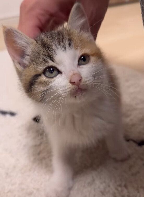 保護翌日のうみちゃん