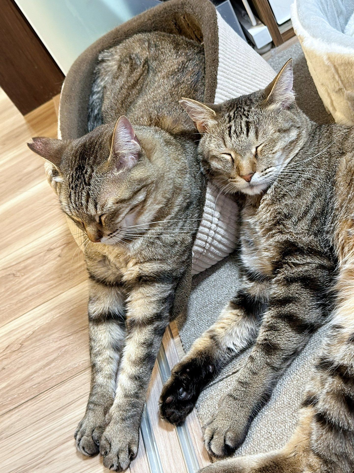 お昼寝中の2匹の猫