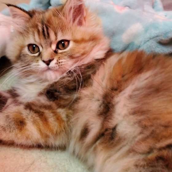 フワフワした毛並みの猫