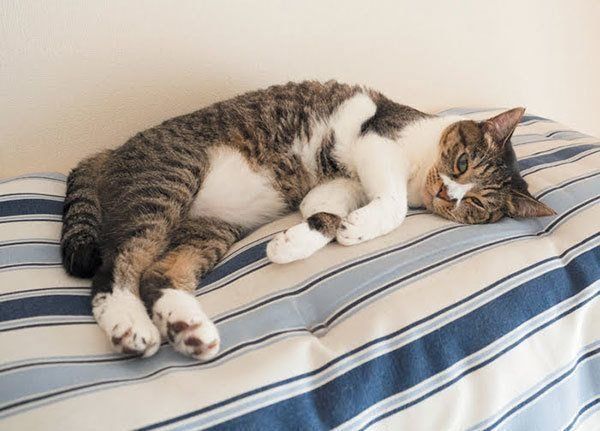 出かけたときから動いた形跡がない猫