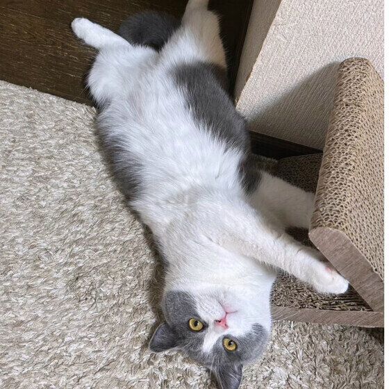 ブリティッシュショートヘアのおこめくん