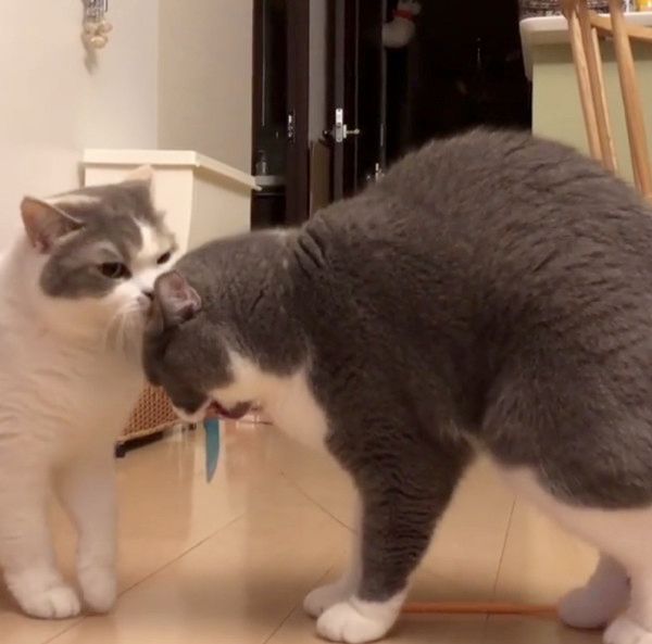 もじもじする猫