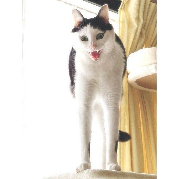 伸びをしながらあくびをするゆにくん