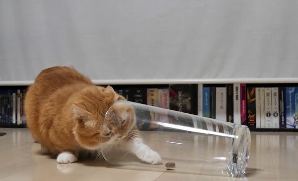 足が短くて飼い主さんに助けを求めるマンチカン