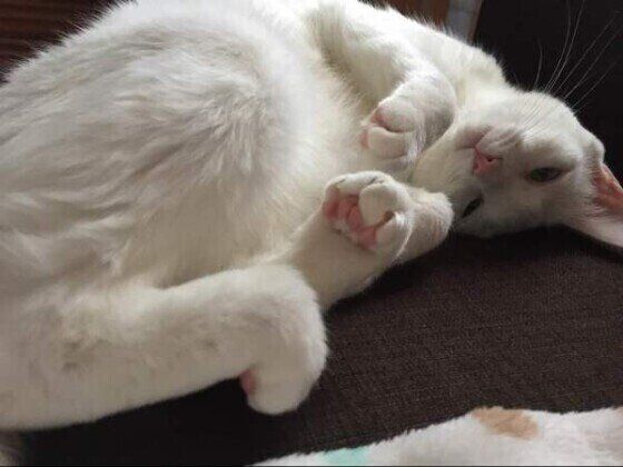 だらだらするMIX白