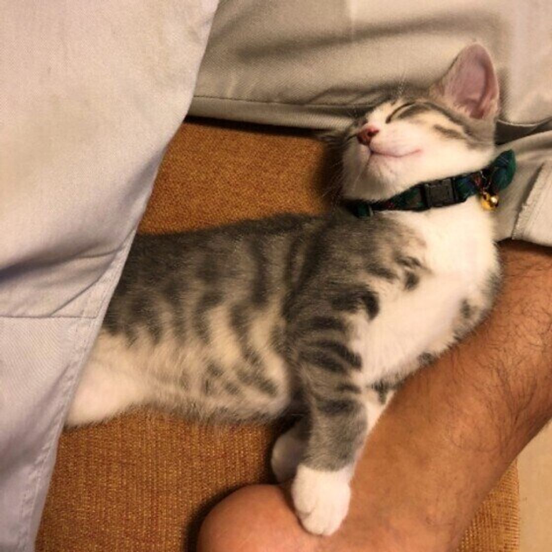 飼い主のそばで寝たがる猫たち 股の間 に入るのが好きなワケとは ねこのきもちweb Magazine 飼い主のそばで寝たがる猫たち 股の間 に入るのが好きなワケとは ねこのきもちweb Magazine