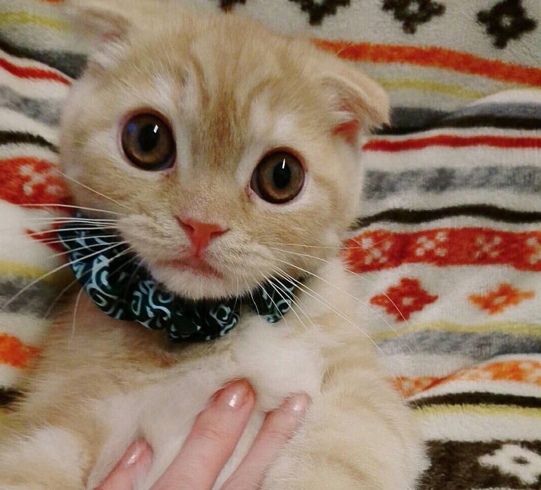 シュシュがお似合いのほっけくん