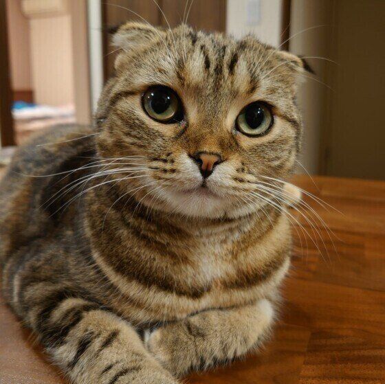 見つめるスコティッシュフォールド