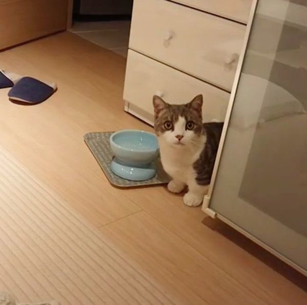 水で遊ぶマンチカン