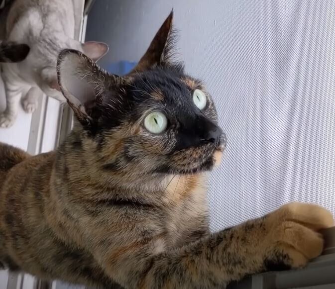 虫を発見した猫