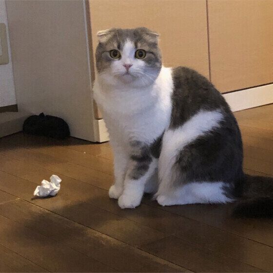 スコティッシュフォールドのくうちゃん