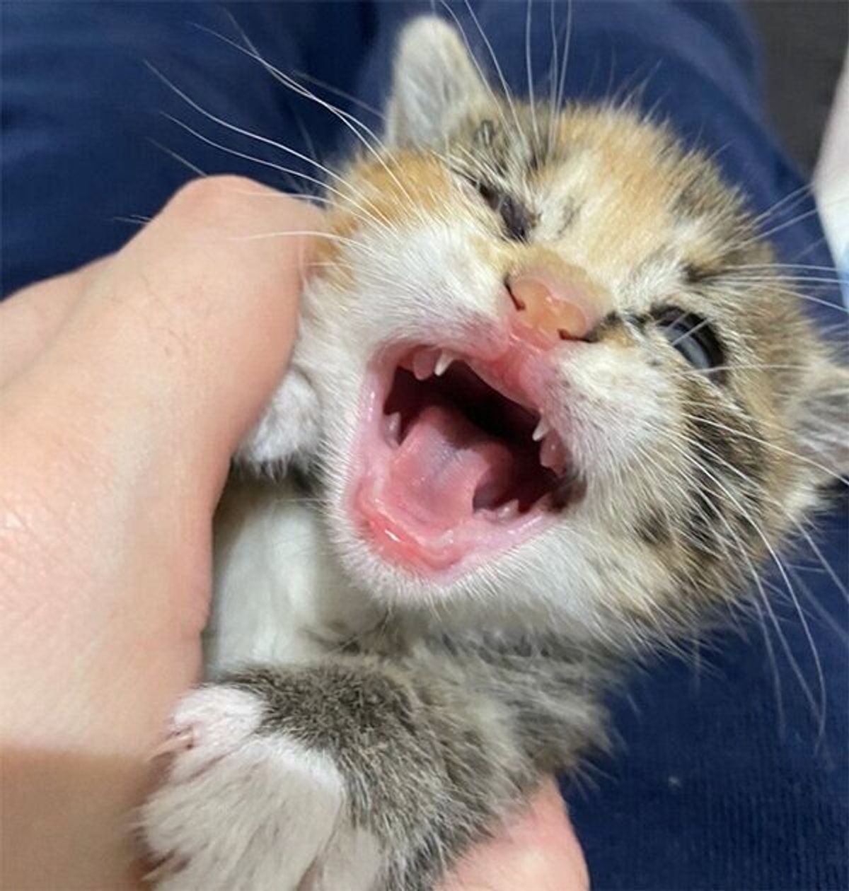 深夜に子猫4匹を保護するも 早朝にまた鳴き声が 偶然が重なった1匹の子猫との出会い ねこのきもちweb Magazine 深夜に子猫4匹を保護するも 早朝にまた鳴き声が 偶然が重なった1匹の子猫との出会い ねこのきもちweb Magazine