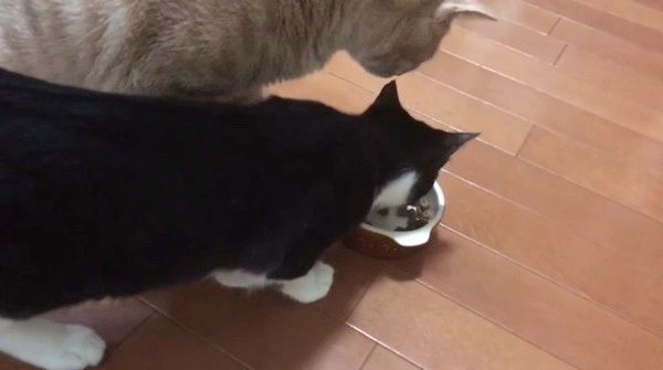 好奇心旺盛な猫