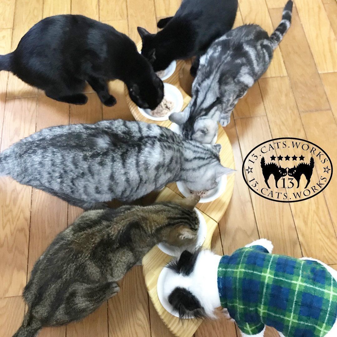 パウチパーティをする猫社員さんたち