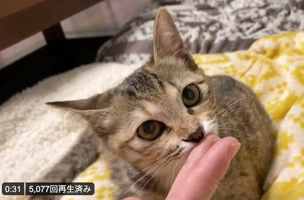 指をしゃぶるしじみちゃん