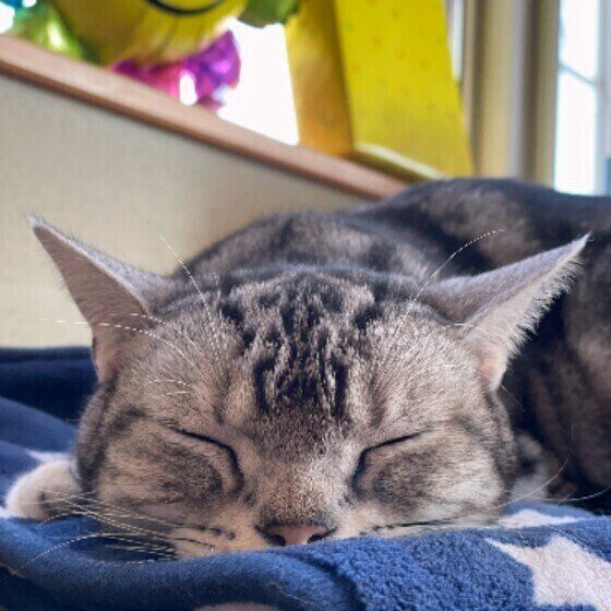 眠っているアメリカン・ショートヘア