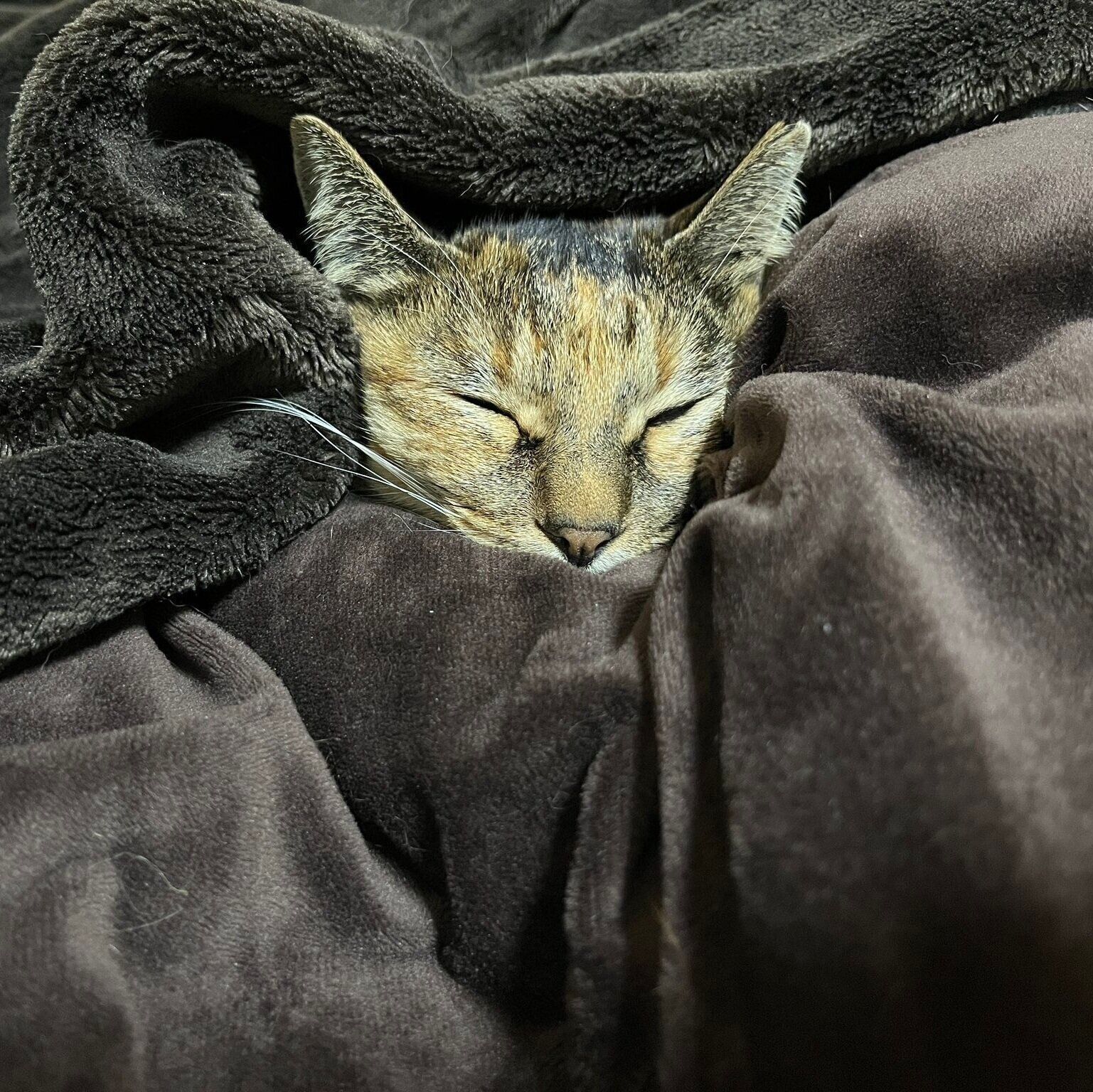 布団にくるまりながら眠るメルモちゃん