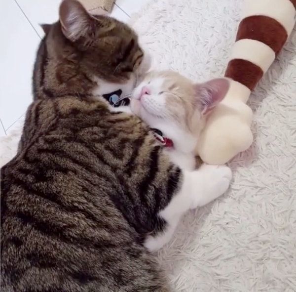 仲良しなマンチカン