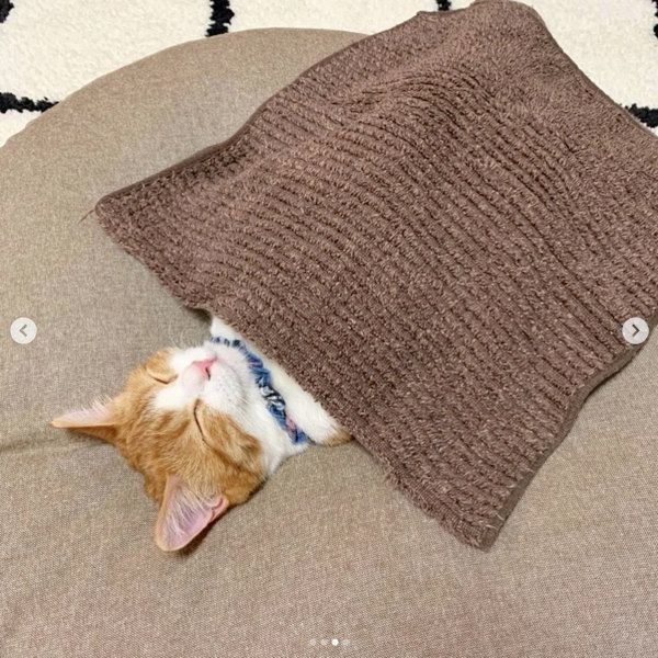 仰向け寝する茶太くん