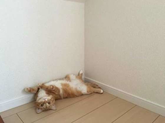 怖くて隠れていたら そっとしておいてほしい 怖がり猫の対処法 ねこのきもちweb Magazine