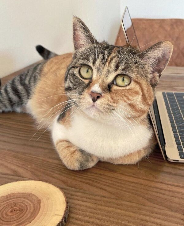 パソコンのそばでくつろぐみそちゃん