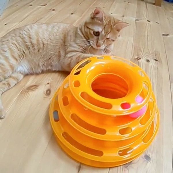 おもちゃにイライラする猫