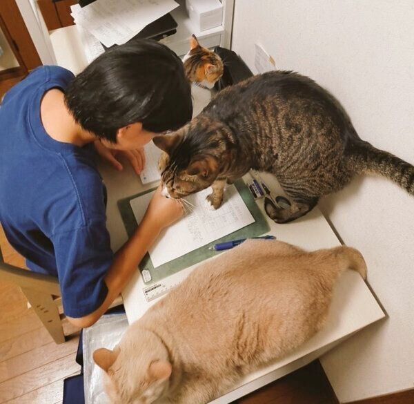 机に乗る猫たち