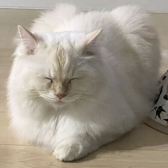 香箱座りで目をつぶるサイベリアンのアルくん